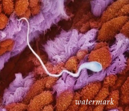 ჩასახვიდან ბავშის დაბადებამდე: 9 თვის განმავლობაში ორგანიზმში მომხდარი ცვლილებები (19 ფოტო) ჩასახვიდან ბავშის დაბადებამდე: 9 თვის განმავლობაში ორგანიზმში მომხდარი ცვლილებები (19 ფოტო)