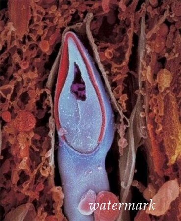 ჩასახვიდან ბავშის დაბადებამდე: 9 თვის განმავლობაში ორგანიზმში მომხდარი ცვლილებები (19 ფოტო) ჩასახვიდან ბავშის დაბადებამდე: 9 თვის განმავლობაში ორგანიზმში მომხდარი ცვლილებები (19 ფოტო)