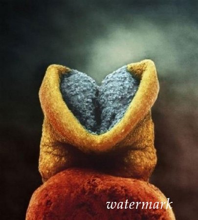 ჩასახვიდან ბავშის დაბადებამდე: 9 თვის განმავლობაში ორგანიზმში მომხდარი ცვლილებები (19 ფოტო) ჩასახვიდან ბავშის დაბადებამდე: 9 თვის განმავლობაში ორგანიზმში მომხდარი ცვლილებები (19 ფოტო)