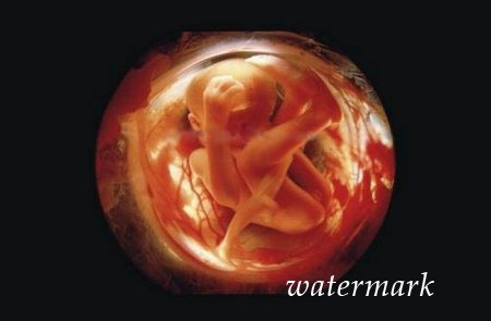 ჩასახვიდან ბავშის დაბადებამდე: 9 თვის განმავლობაში ორგანიზმში მომხდარი ცვლილებები (19 ფოტო) ჩასახვიდან ბავშის დაბადებამდე: 9 თვის განმავლობაში ორგანიზმში მომხდარი ცვლილებები (19 ფოტო)