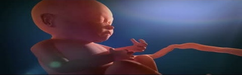 ჩვილის განვითარება დედის მუცელში 0 დან 9 თვემდე