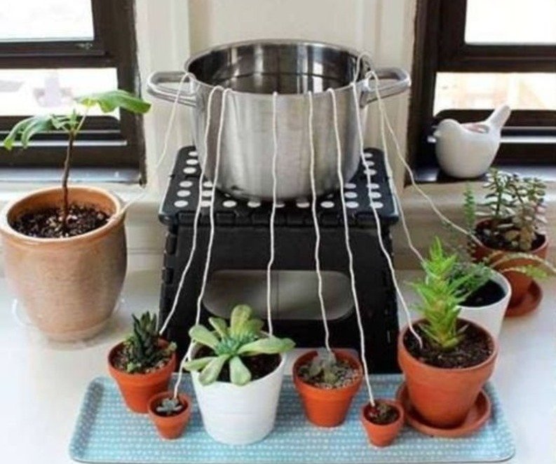 ვრწყავთ მცენარეებს მივლინების დროს