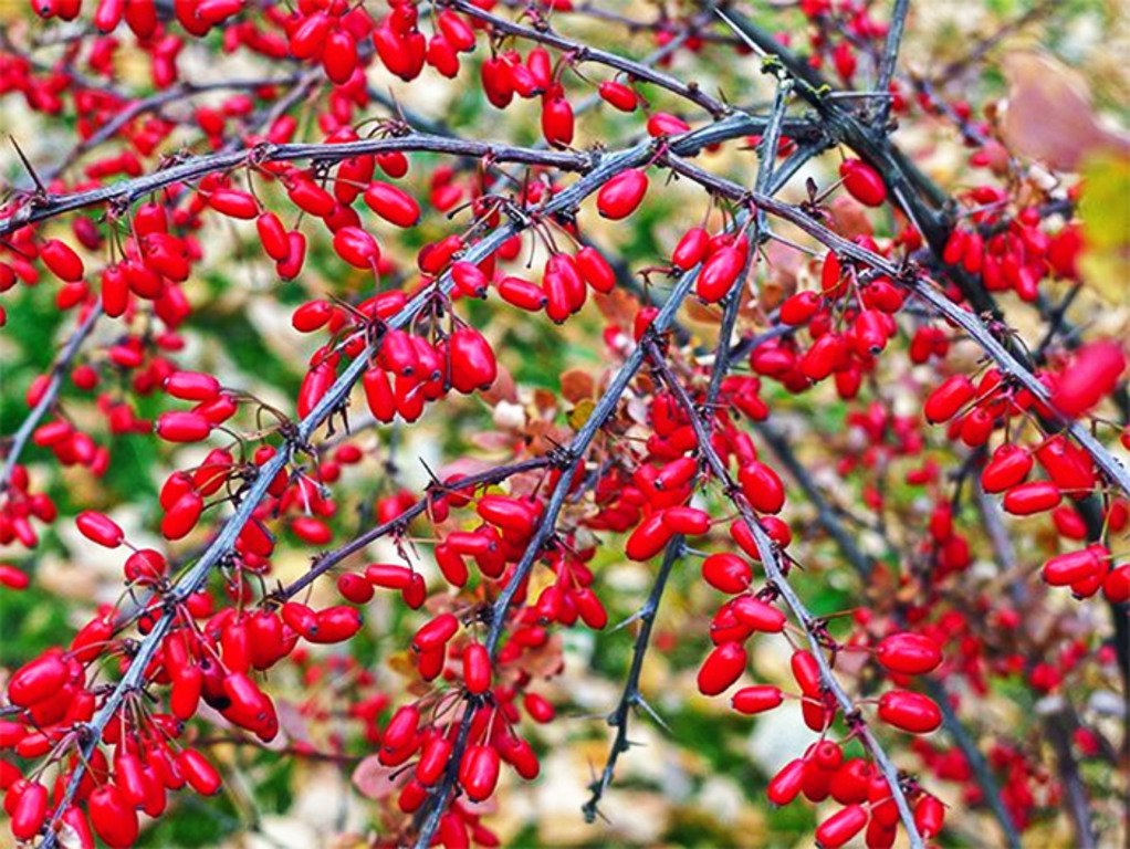 დეკორატიული ანუ ტუნბერგის კოწახური - ღია გრუნტში