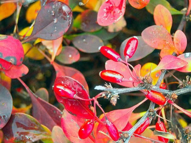 დეკორატიული ანუ ტუნბერგის კოწახური - ღია გრუნტში