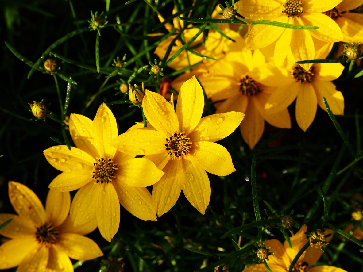 ბიზბიზელა (coreopsis) ეზოში
