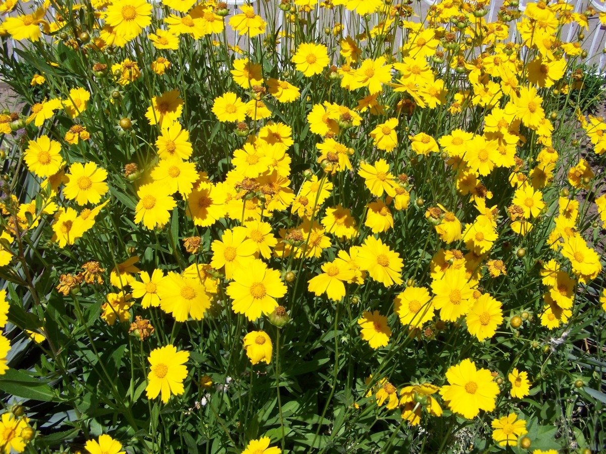 ბიზბიზელა (coreopsis) ეზოში ბიზბიზელა (coreopsis) ეზოში