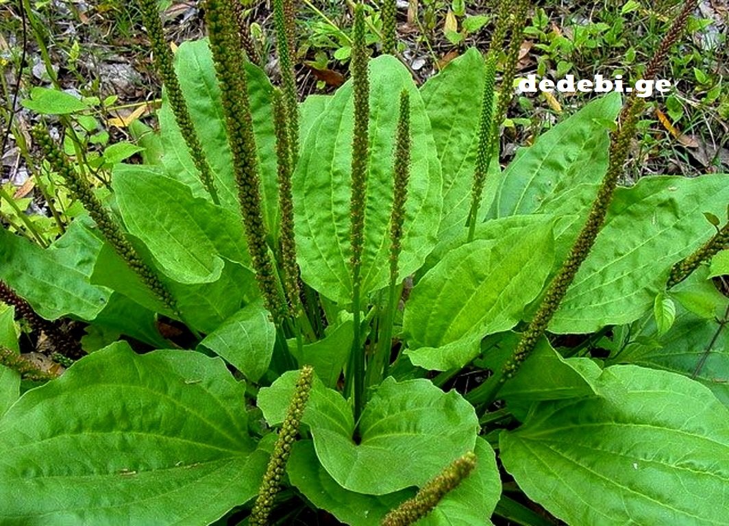 ფასდაუდებელია უებარი საშუალება რომელიც უამრავ დაავადებას შველის ასევე სასარგებლოა უშვილობის დროს