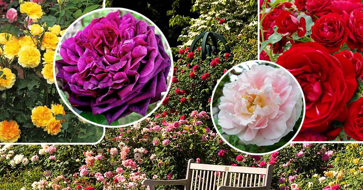 როგორ გავზარდოთ ვარდი ქიმიის გარეშე